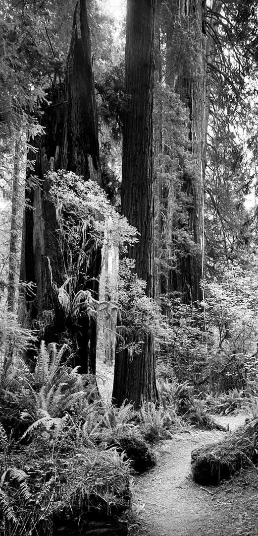 Prairie-Creek-Redwoods-1