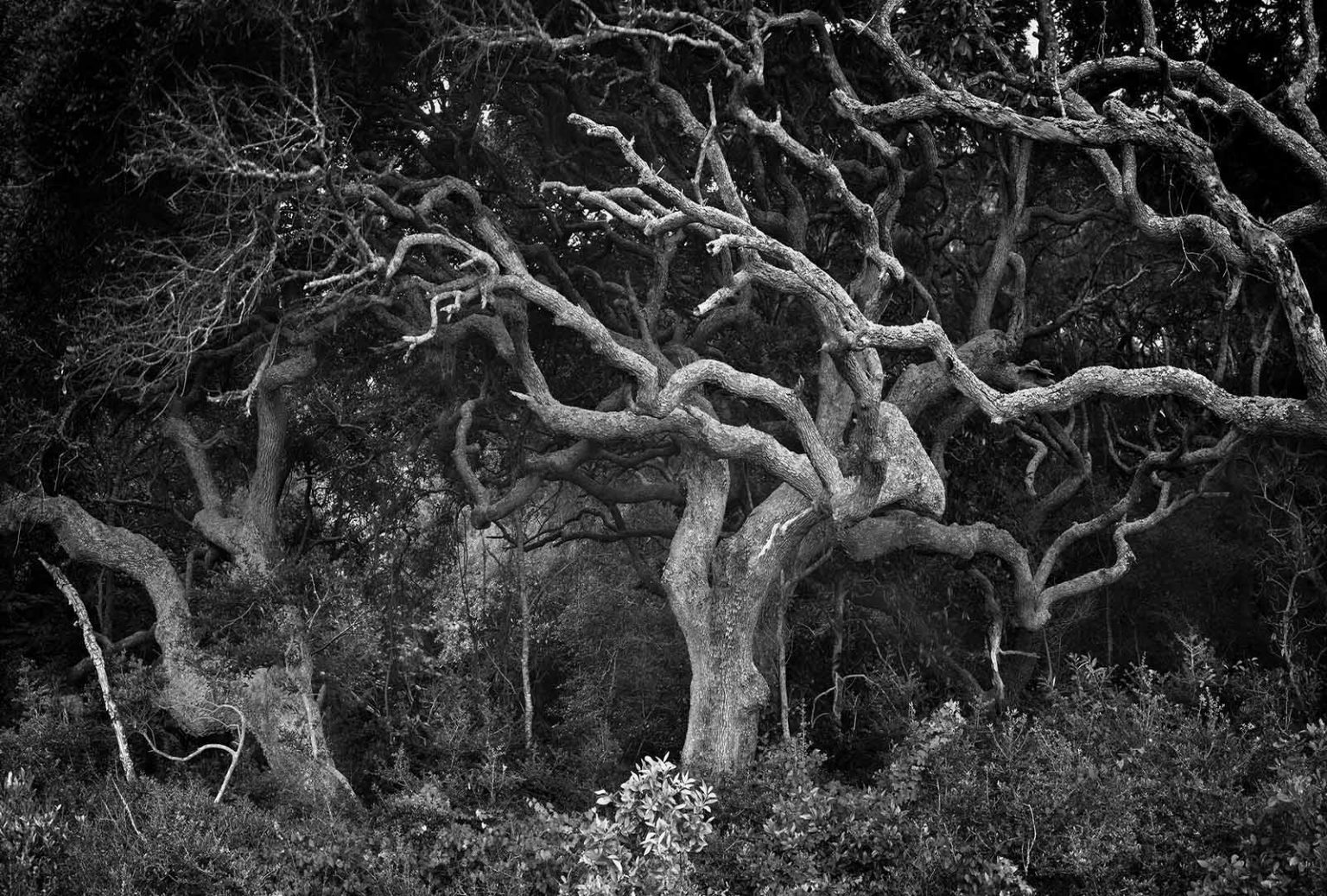 AMELIA ISLAND © 1989 Fernandina Beach, FL Clyde Butcher Black