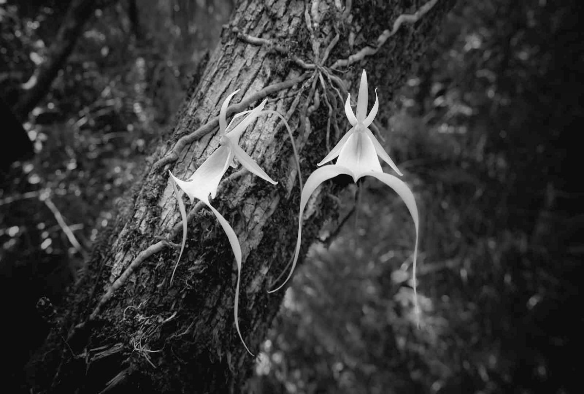 Ghost Orchid Twin 2