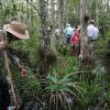 Eco Swamp Walk – Ranger