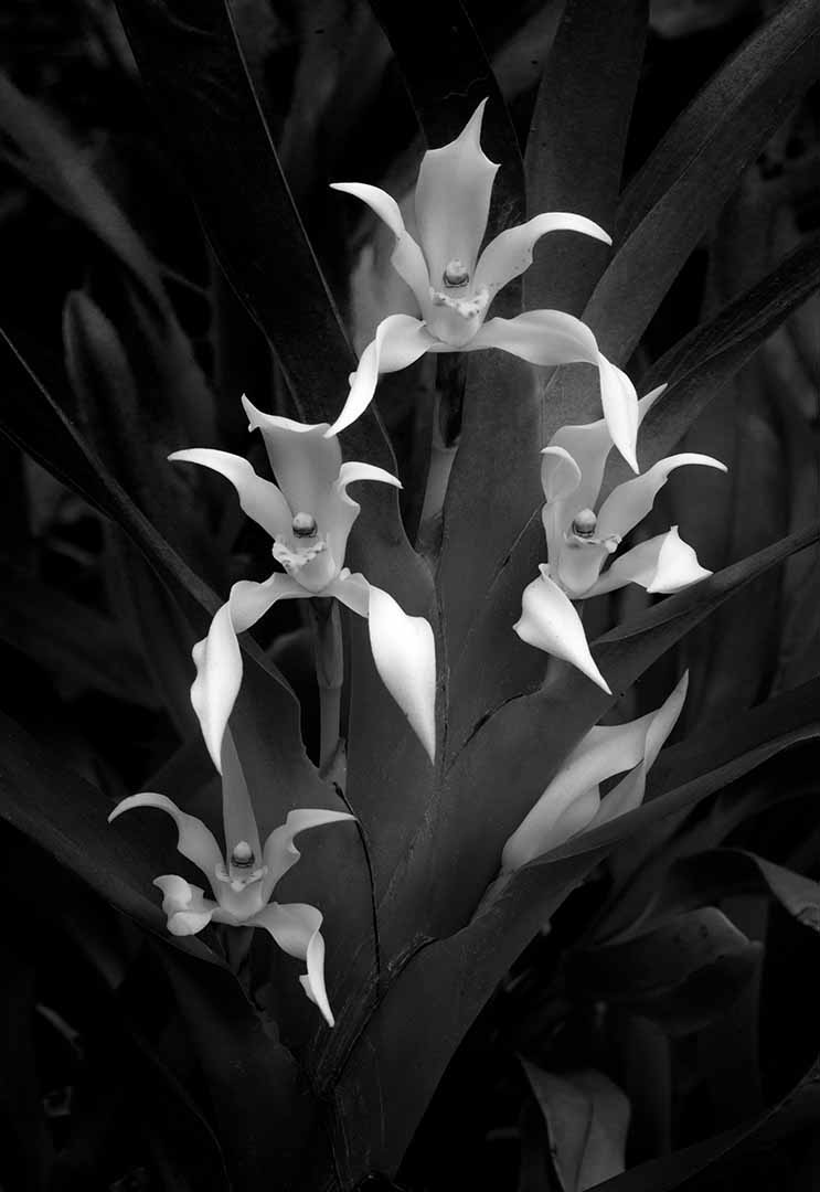Maxillaria Inaudita