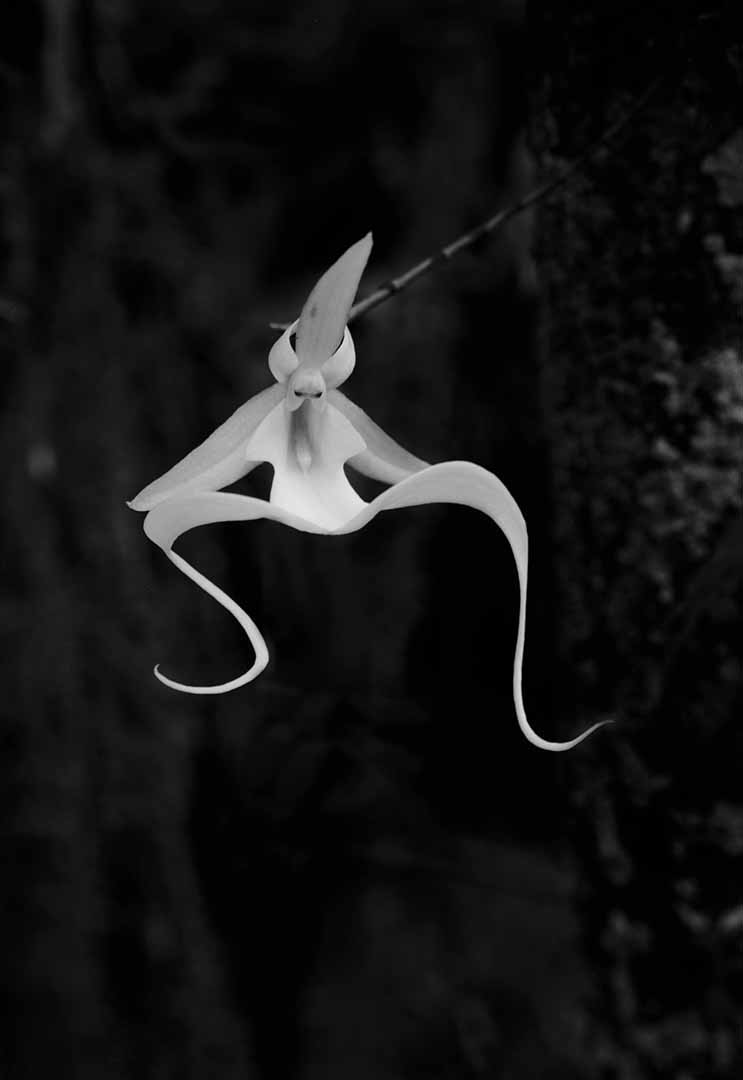 Ghost Orchid Dancing