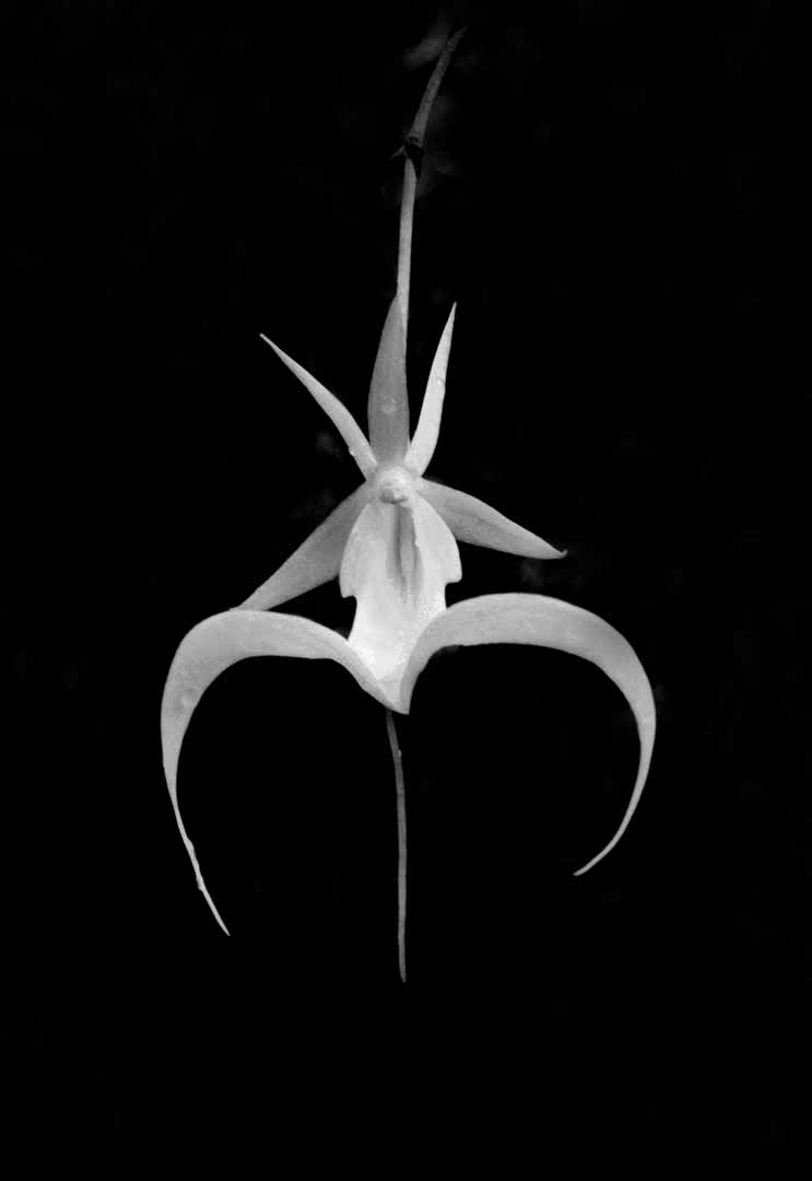 GHOST ORCHID HIGH © 2001 – Clyde Butcher | Black & White ...