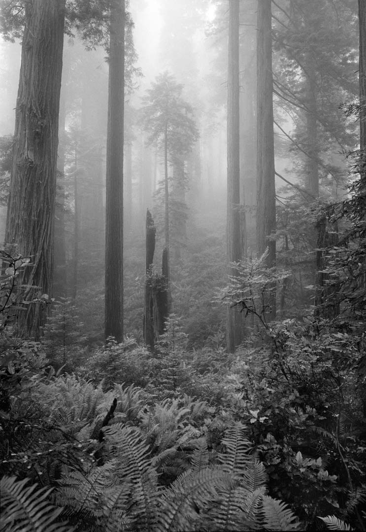foggy forest 2 b&w