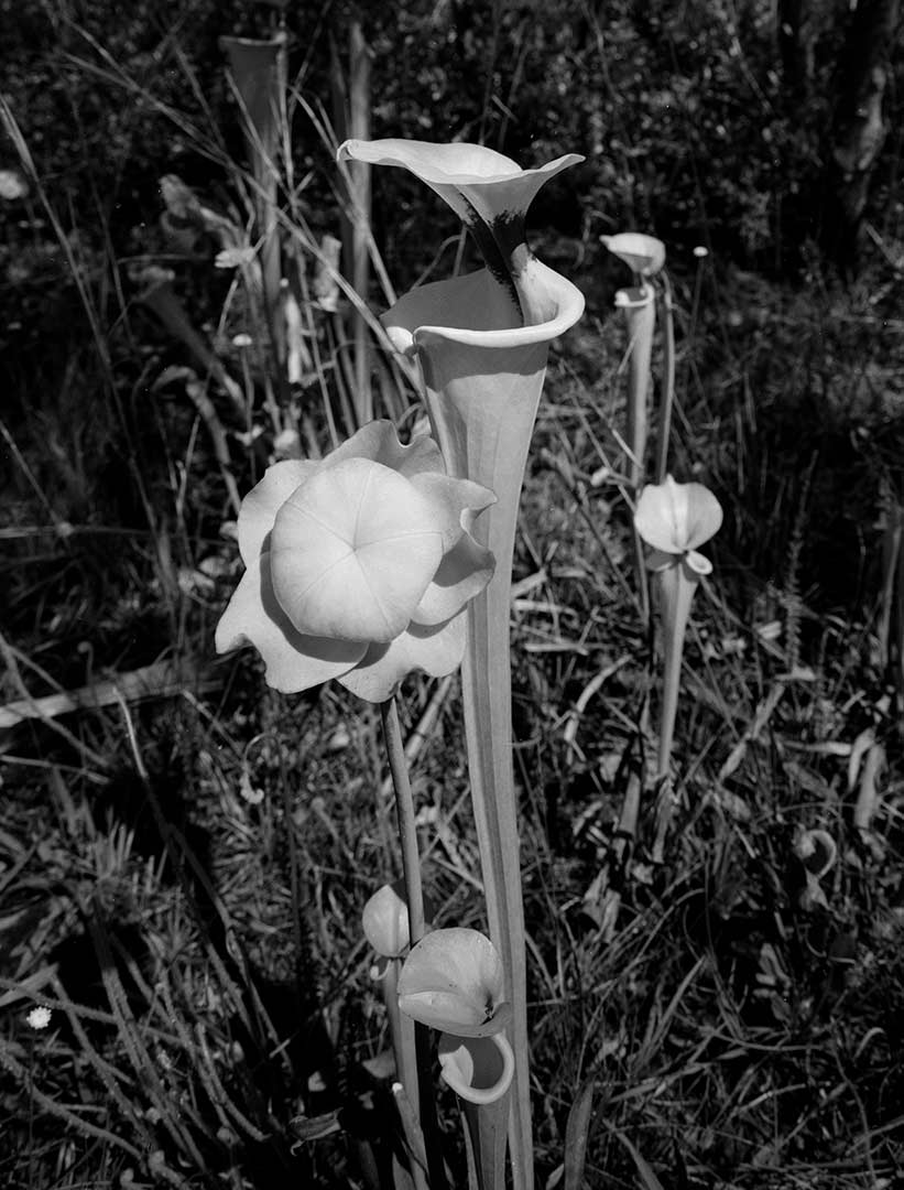 pitcher-plant-2-creo