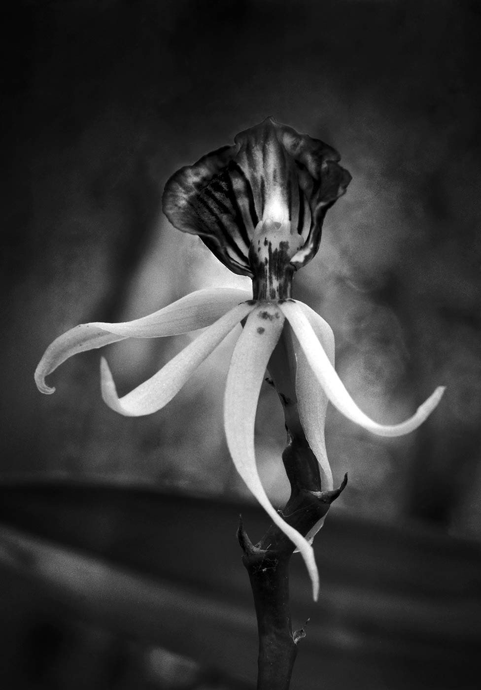 Clamshell Orchid 2