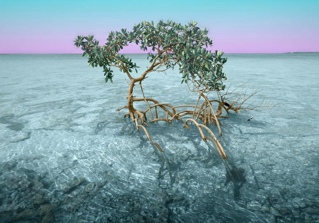 Money-Key-mangrove