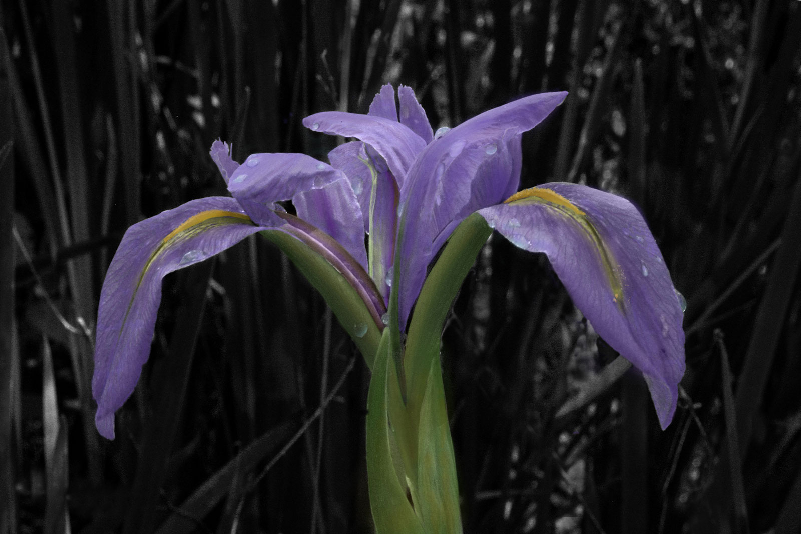 Blue-Flag-iris-6×9-.jpg