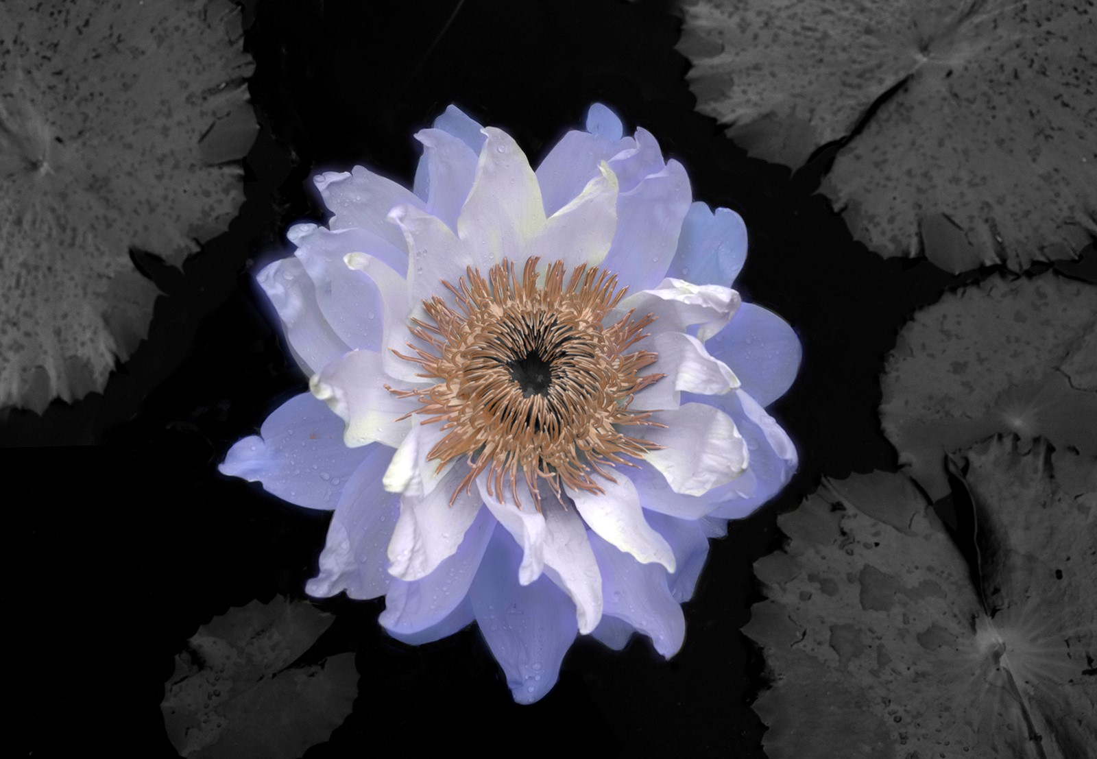 Blue-Lotus-of-the-Nile.jpg