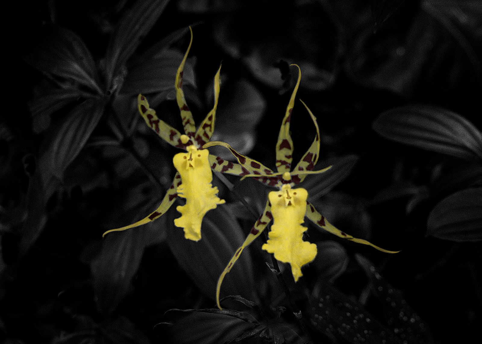 Kandyan-Dancer-Orchids.jpg