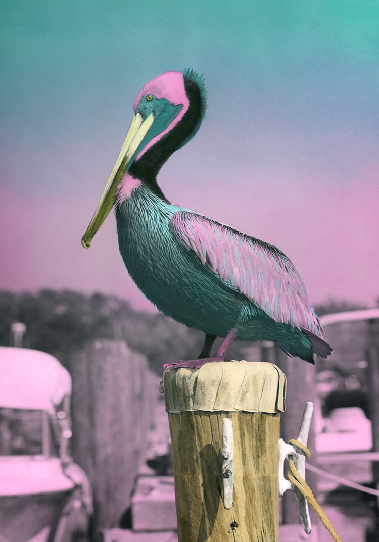 Pinkus-Pelicanus.jpg