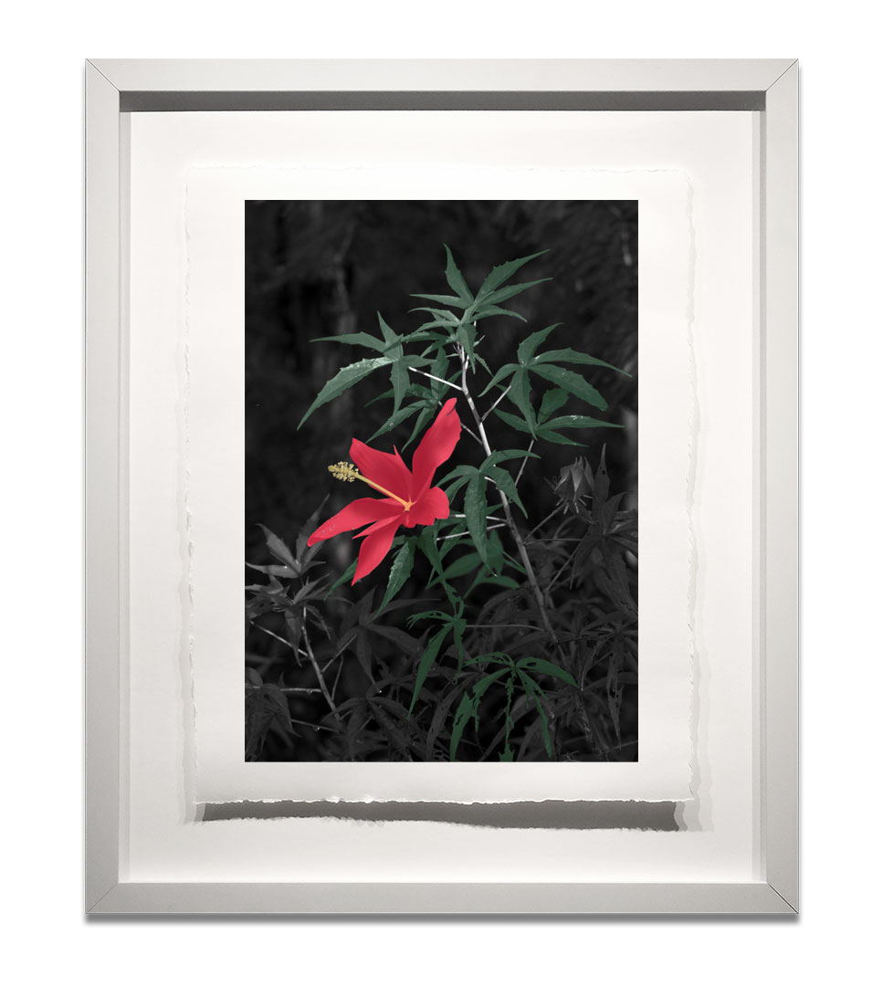 Scarlet-Hibiscus-1.jpg