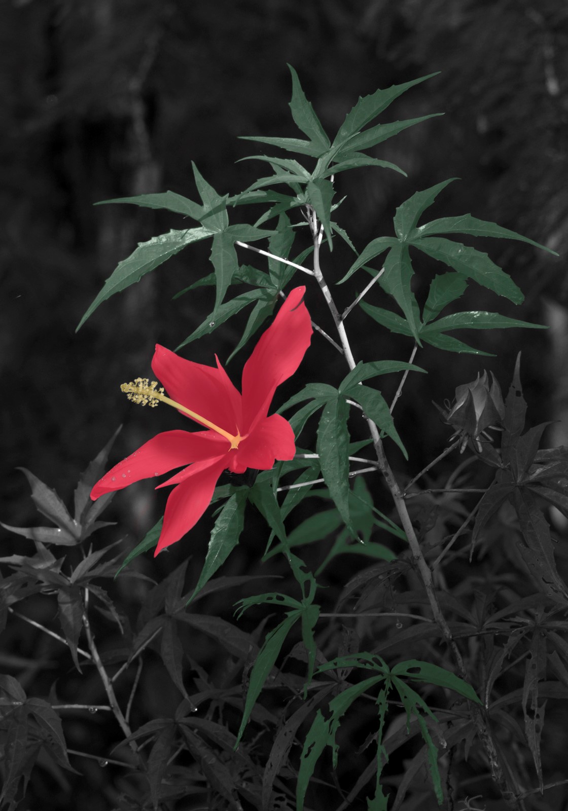 Scarlet-Hibiscus.jpg