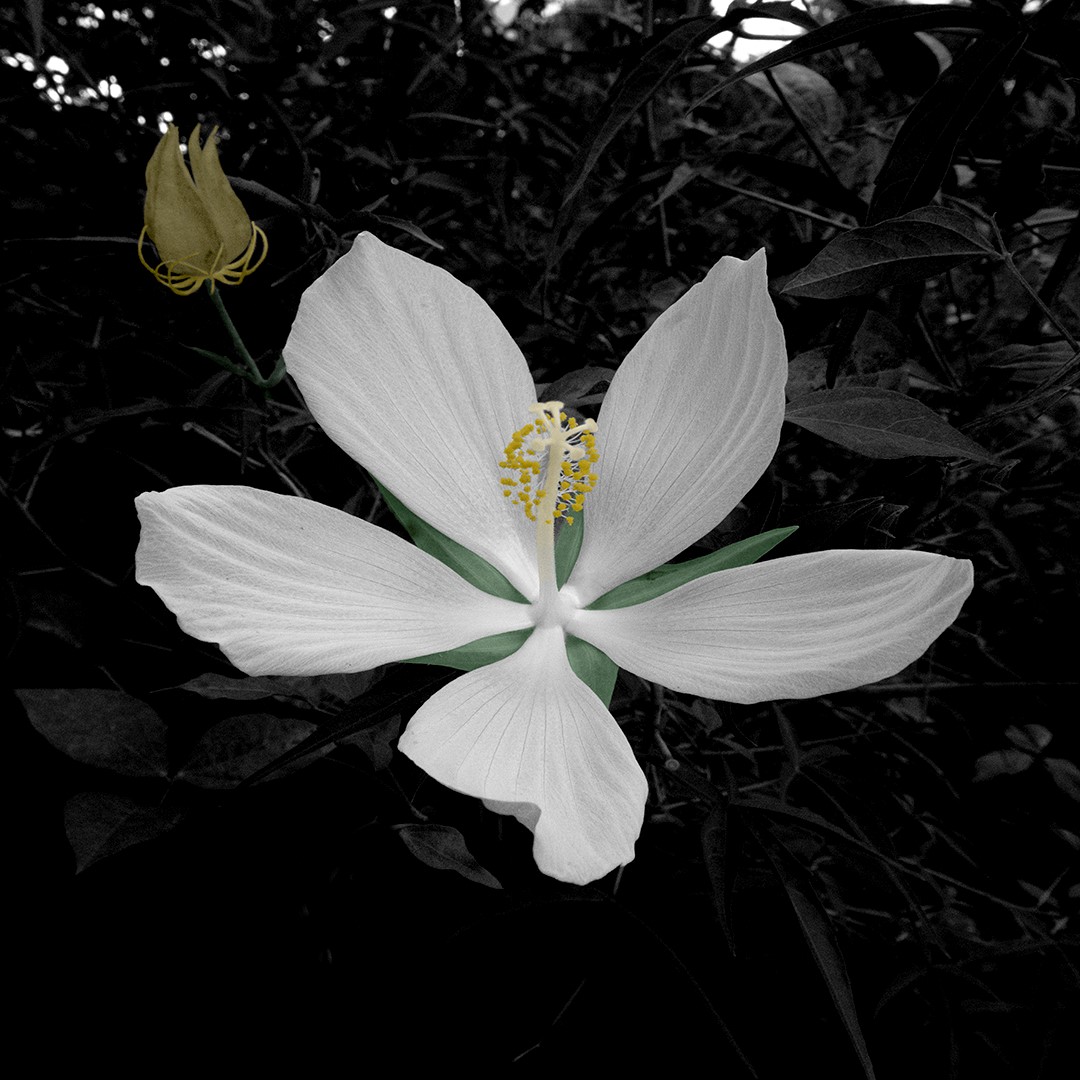 Wild-White-Hibiscus-1.jpg