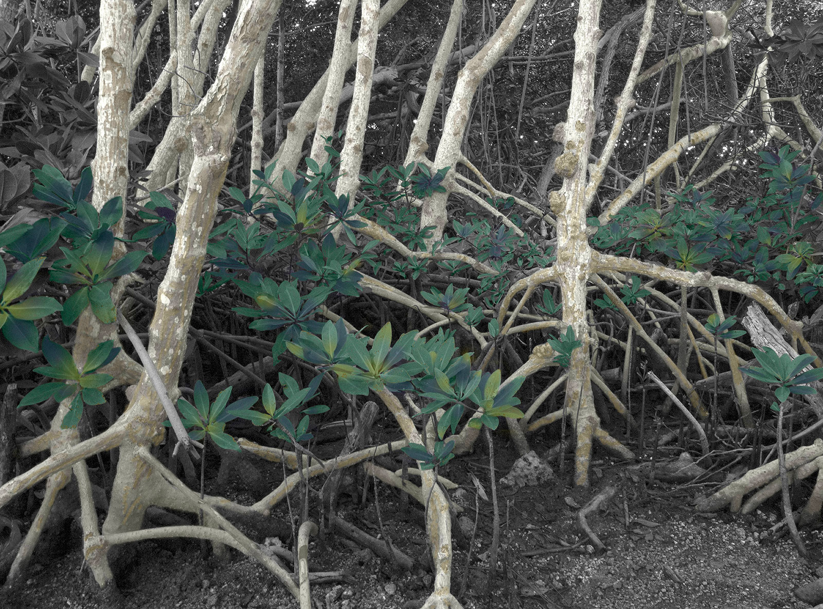 white-mangrove-.jpg